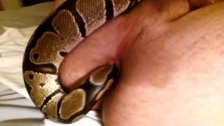 : 蟒蛇入洞 这个简直了